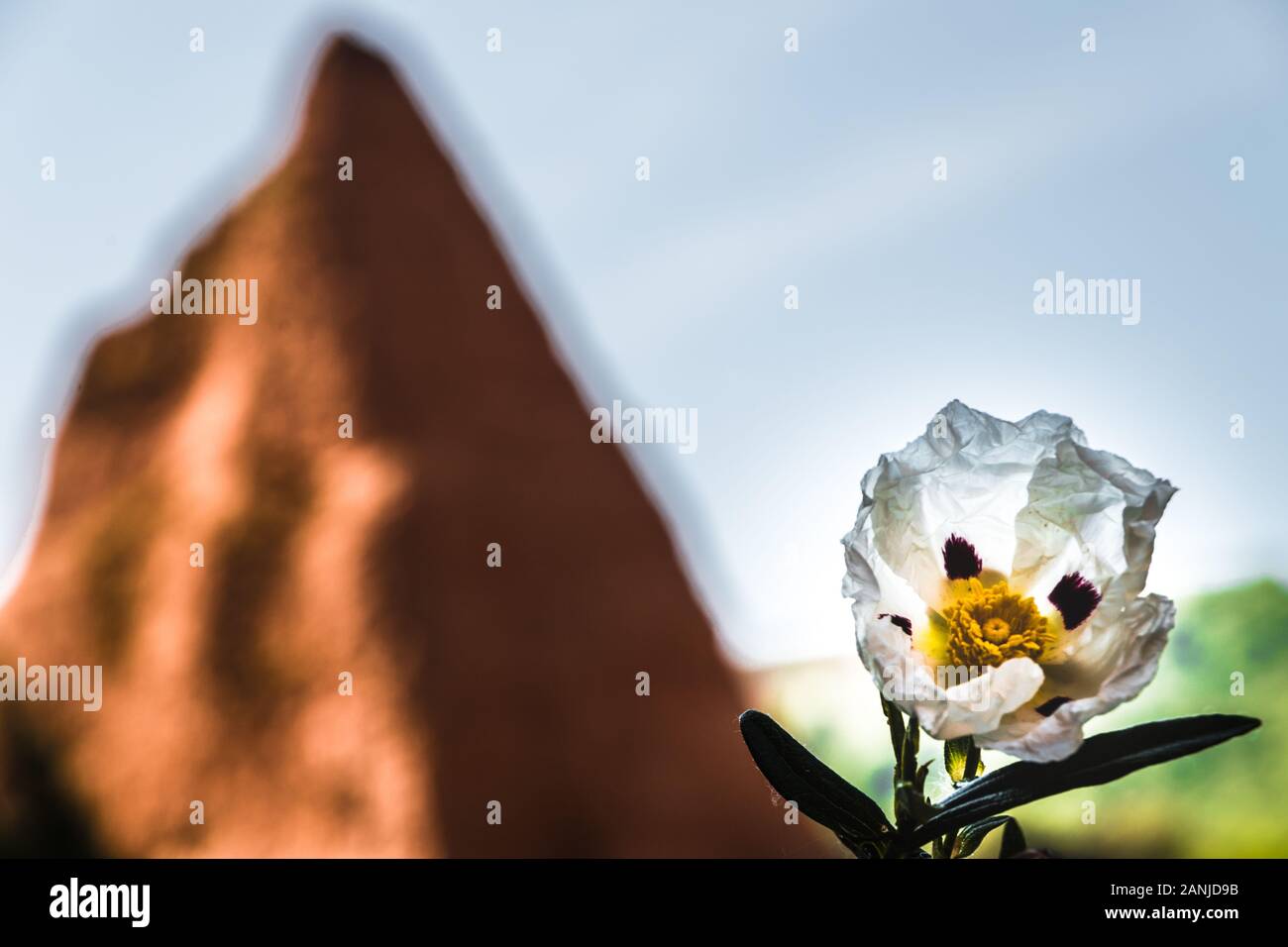 View of a Jara flower with the mountains of Las Medulas in the background. Stock Photo
