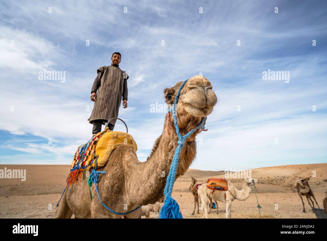 Marrakech, Morocco - January 14, 2010: A man standing on his dromedary camel to show off on Agafay desert , Marrakech, Morocco Stock Photo