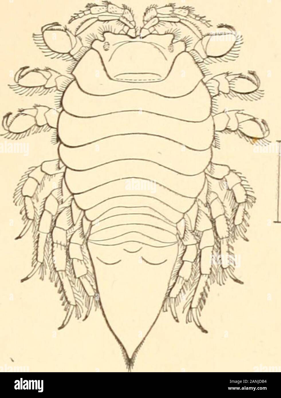 Uropod Rami Elongated pleopods hi-res stock photography and images - Alamy