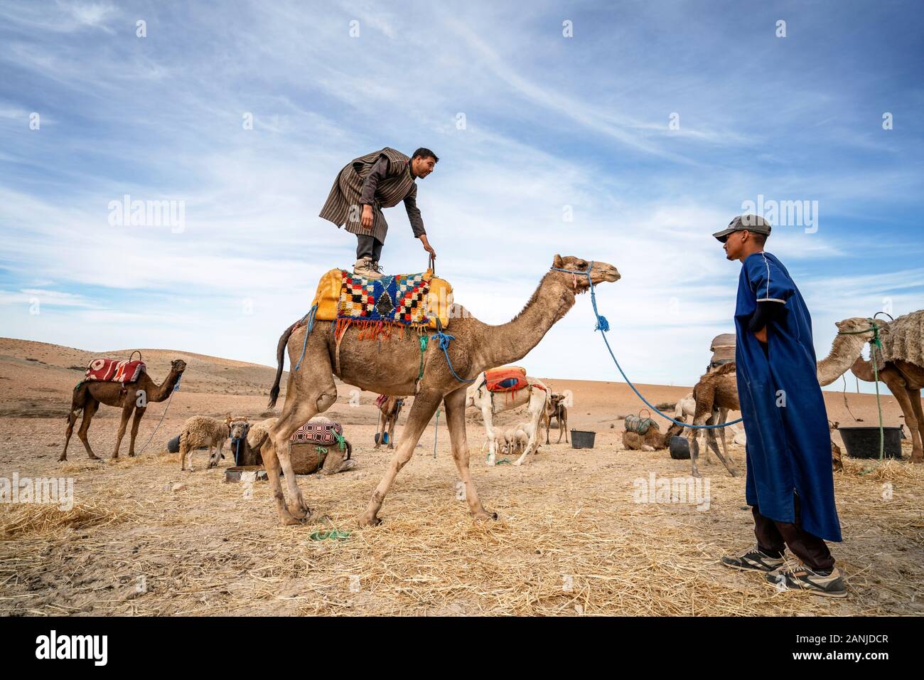 Marrakech, Morocco - January 14, 2010: A man standing on his dromedary camel to show off on Agafay desert , Marrakech, Morocco Stock Photo