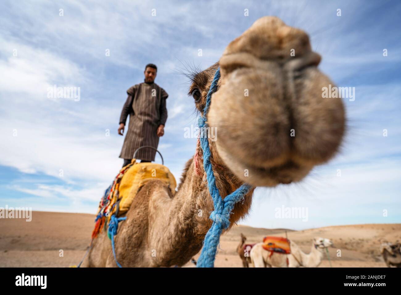 Marrakech, Morocco - January 14, 2010: A man standing on his dromedary camel to show off on Agafay desert , Marrakech, Morocco Stock Photo