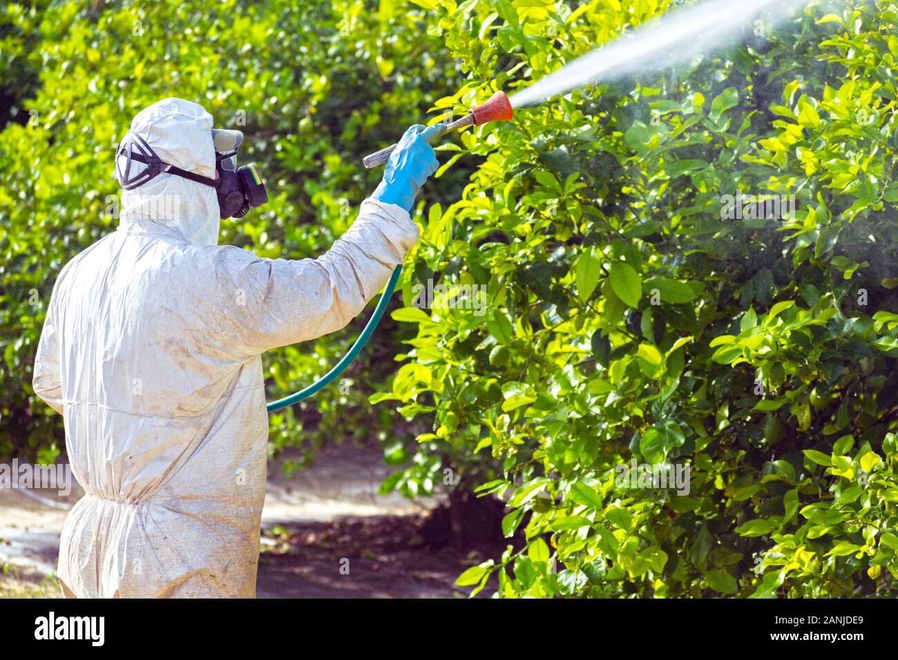 Weed insecticide fumigation. Organic ecological agriculture. Spray
