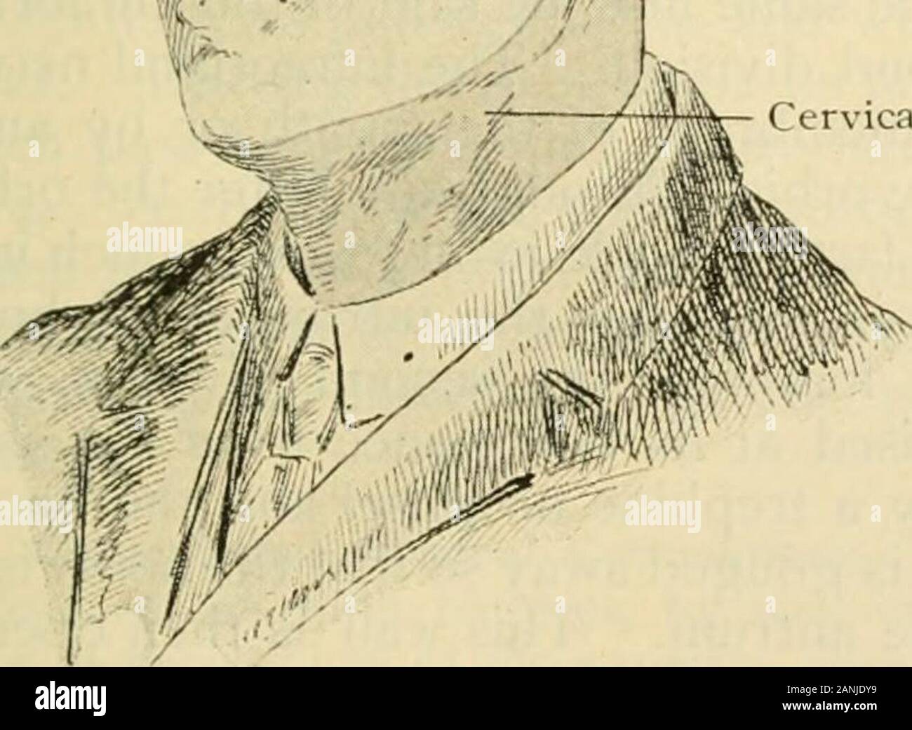 Human anatomy, including structure and development and practical considerations . MMandibular Mandibular SC. iL ,i; Vlaxillary .//f ^?. ^ r- Cervical plexus ^ / / ^ .^?—, Occipitalis -Afe>/ major I f Cervical plexus Stock Photo
