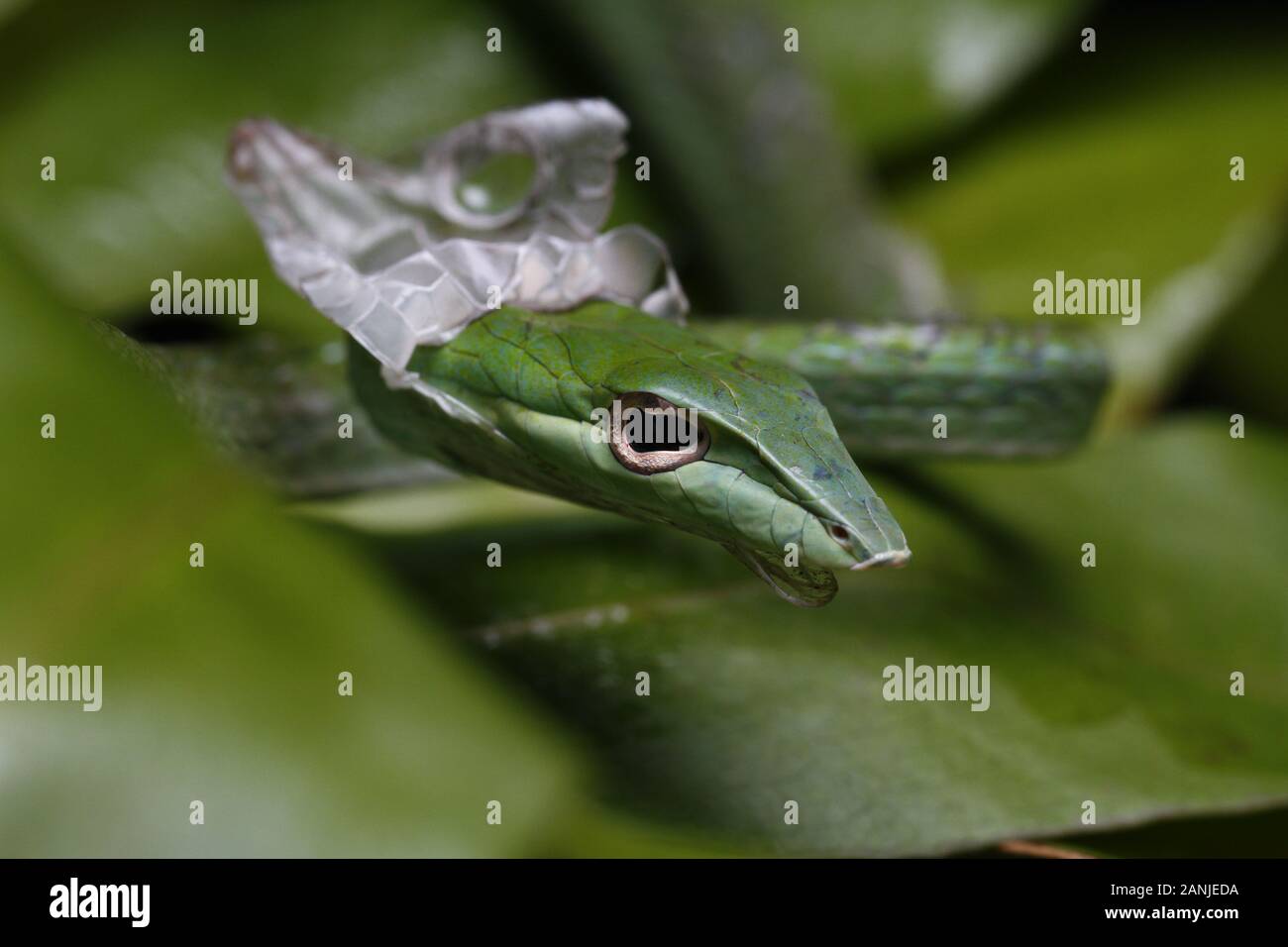 Close Up of Asian Vine Snake (Ahaetulla prasina) Shedding it's Skin. Stock Photo