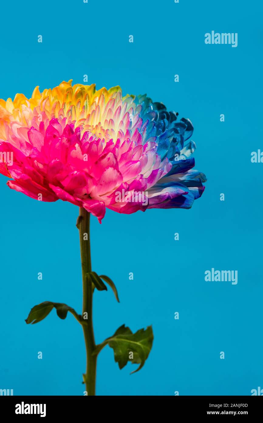 Multicolored flower on blue background. Stock Photo