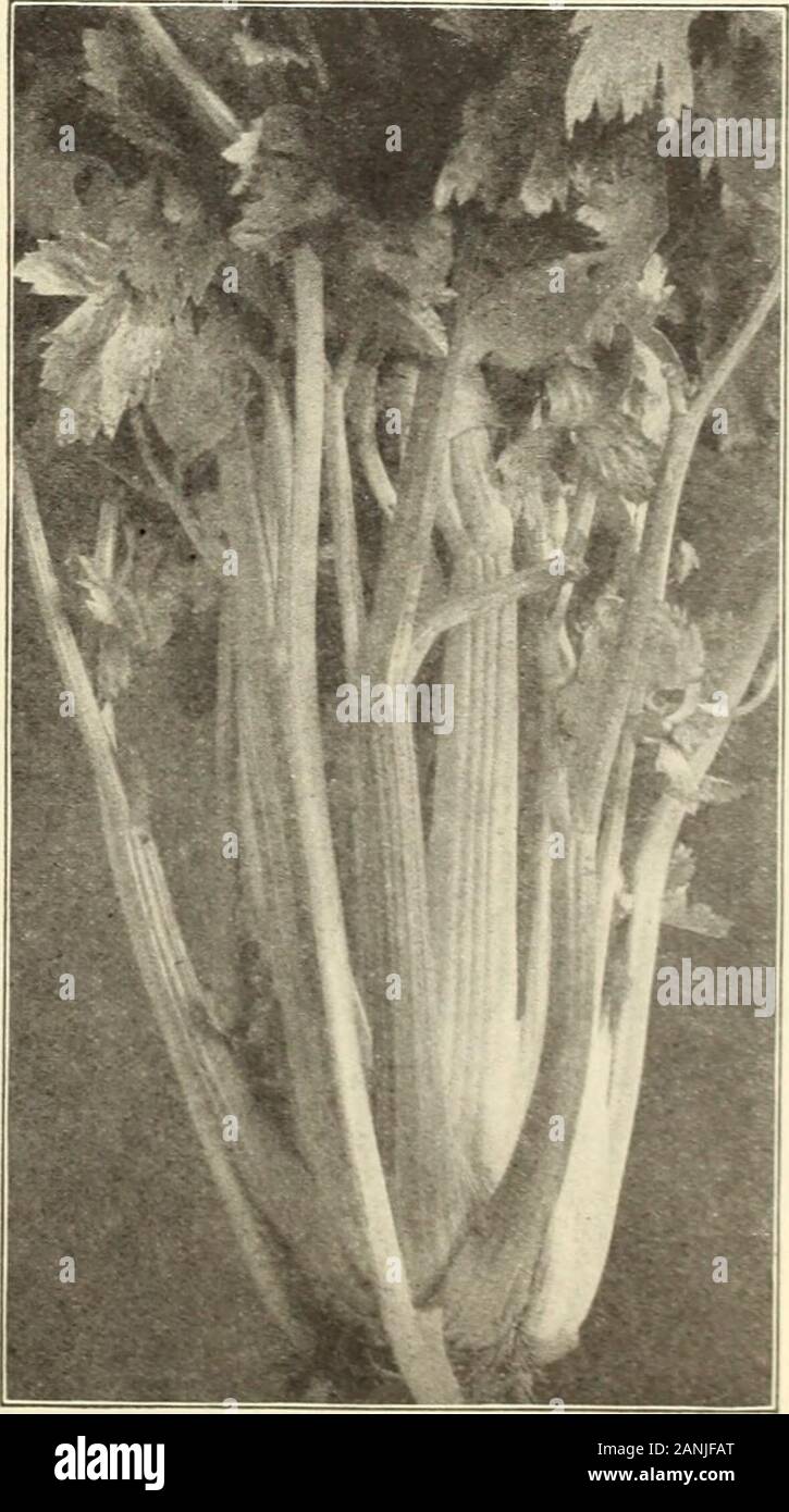 Farquhar's 1910 garden annual . .00 Giant Pascal. Au easily-bianched and fiue-keepiug sort of excellent flavor. Itgrows about 2 feet high, the stalks being broad, thick, crisp and stringless.It IS of wonderful keeping quality Pkt., .05; oz., .20; i lb., ..50 FapquharS Giant Red. splendid red variety of robust habit, crisp andjuicy with a tine nutty flavor Pkt., .15; oz., .75; i lb., 2..50 Carters Dwarf Crimson, (risp, tender, and delicious: stalks beautifullyrose-tinted. Fine for very late keeping, Pkt.. .10; oz., .35; i lb., 1.00 Winter Queen. A late variety of medium height with thick solid Stock Photo