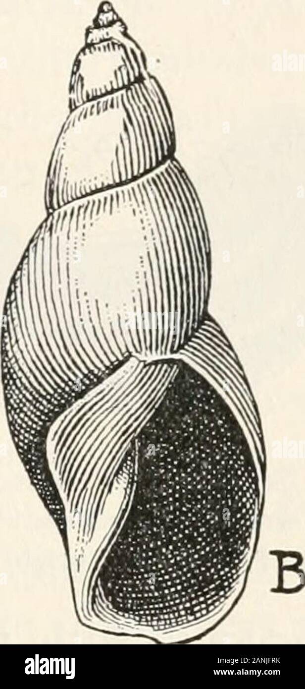 Zöology; a textbook for colleges and universities . A Drawing by R. Weber FIG. 64. Freshwater Mollusca (enlarged). A, a sinistral shell (Physa). B, a dextral shell (LymncEa). they need to be protected from the buffeting of the waves if they live near the shore. Most snail shells Dextral and have what is called a dextral spiral; that is, if the shell ^e^s is held so that the aperture faces the observer, it is on the right-hand side. Sinistral shells have the aperture to the left, the whole spiral being reversed. Certain genera, as the fresh-water Physa, are regularly sinistral. Very rarely sini Stock Photo