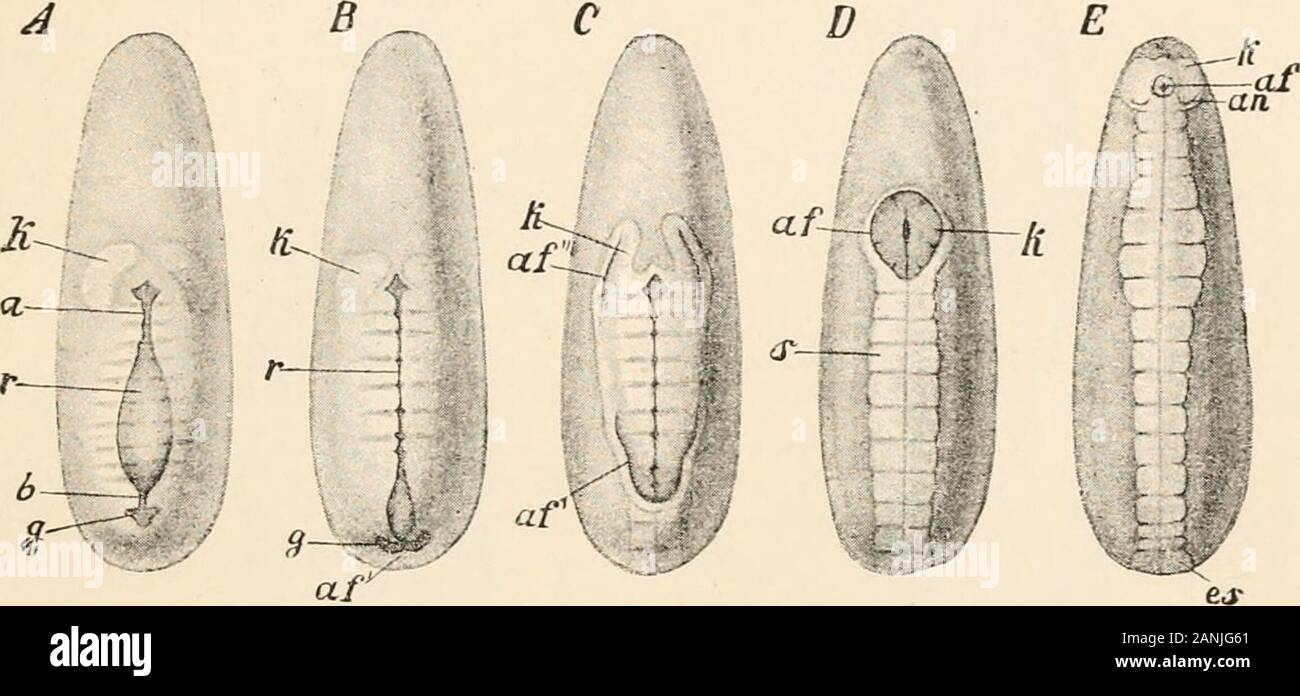 Text-book of comparative anatomy . Fig. 353, B). These rudiments degenerate later. The origin of the two endodermal cell layers, which we saw appear in thetransverse section (Fig. 350, F), is difficult to explain. At the stage at which thissection is taken, the whole endodermal rudiment consists of two lateral cell streaks. CLf Fig. 352.— A-E, Ventral view of 5 stages in the development of Hydrophilus (after Heider).The anterior end is directed upward, a and b, Points at which the blastopore first closes ; a/, edge ofthe amnion fold; a/, caudal fold; af, paired cephalic fold; an, antenna; es, Stock Photo