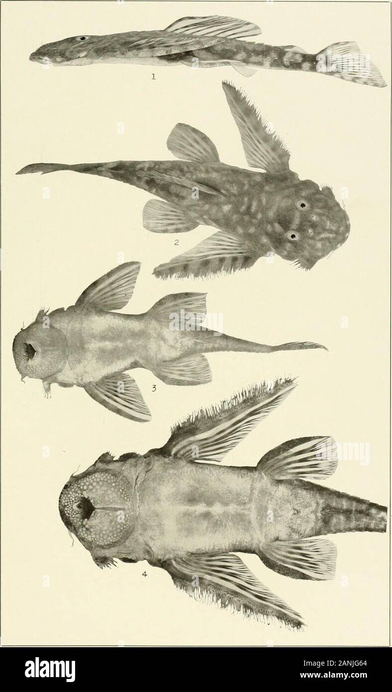 The freshwater fishes of British Guiana, including a study of the ecological grouping of species and the relation of the fauna of the plateau to that of the lowlands . 1-2. Hemiancistrus braueri Eigenmann. (Type.) 120 mm. In Berlin Museum. (Coll. Schomburgk.3. Pseudancistrusbarbatw (Cuvier and Valenciennes). 140 mm. No. 1533. Memoirs Carnegie Museum, Vol. V. Plate XXIX.. 1-2. bithoxw Uthaides Eigenmann, c?Eigenmann, 9 ? Ventral surface. 57 mm.tral surface. (Type.) 86 mm. No. 1527. (Type.) 86 mm. No. 1527. -i. Lritkoxus lithcridesNo. 1528. 4. Lithoxus lithoides Eigenmann, cf. Ven-(Figure enlarg Stock Photo