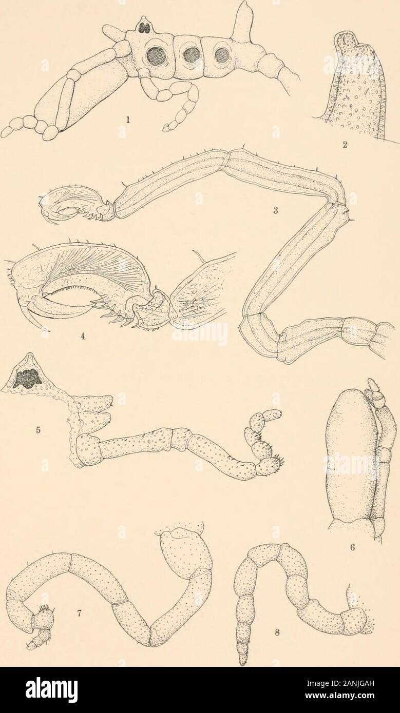 Harriman Alaska series . PYCNOGONIDA HELIOTYPE CO.. BOSTON. PLATE XV. Lecythorhynchus marginatus sp. nov. FIG. I. Female from left side (Lot 18). X 20. 2. Caudal segment seen from left side; male (Lot 20). X 53- 3. Third right leg of male (Lot 20). X 20. 4. Foot of same. X 43- 5. Eye tubercle, chelifori and right palp of male (Lot 20); seen from the side. X33- 6. Proboscis and right palp seen from above. X 25. 7. Left oviger of male (Lot 20). X 33- 8. Right oviger of female (Lot 20). X 33- (308) H. A. E. VOL. X PLATE XV. PYCNOGONIDA HELIOTYPE CO., BOSTON. PLATE XVI. Ammothea latifrons sp. nov. Stock Photo