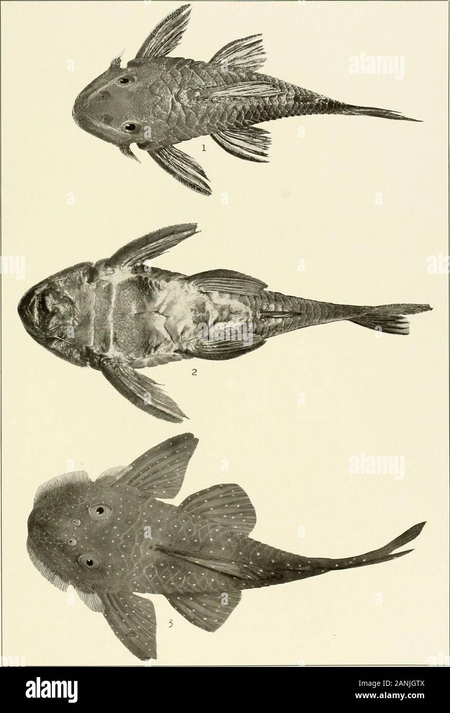 The freshwater fishes of British Guiana, including a study of the ecological grouping of species and the relation of the fauna of the plateau to that of the lowlands . 1-3. Corymbophanes andersoni Eigenmann. (Type.) 86 mm. No. 1001. Memoirs Carnegie Museum, Vol V. Plate XXVIII.. 1-2. Hemiancistrus braueri Eigenmann. (Type.) 120 mm. In Berlin Museum. (Coll. Schomburgk.3. Pseudancistrusbarbatw (Cuvier and Valenciennes). 140 mm. No. 1533. Memoirs Carnegie Museum, Vol. V. Plate XXIX. Stock Photo