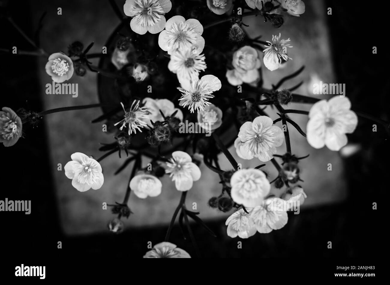 small blossoming flowers monochrome effect Stock Photo