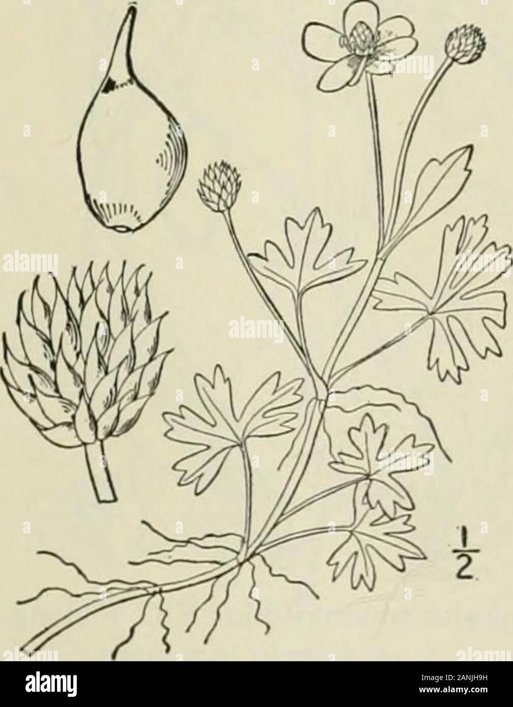 An illustrated flora of the northern United States, Canada and the British possessions : from Newfoundland to the parallel of the southern boundary of Virginia and from the Atlantic Ocean westward to the 102nd meridian; 2nd ed. . 2. Ranunculus Purshii Richards. Purshs Buttercup. Fig. i{ Ranunculus Purshii Richards. Frank. Journ. 741. 1823.Ranunculus limosus Nutt.; T. & G. FI. N. A. i: 20. 1838.Ranunculus mullifidus var. repens S. Wats. Bot. KingsExp. 8. 1871. Perennial, floating or creeping, usually pubescentat least on the younger parts, sometimes densely so;stems slender, often rooting from Stock Photo