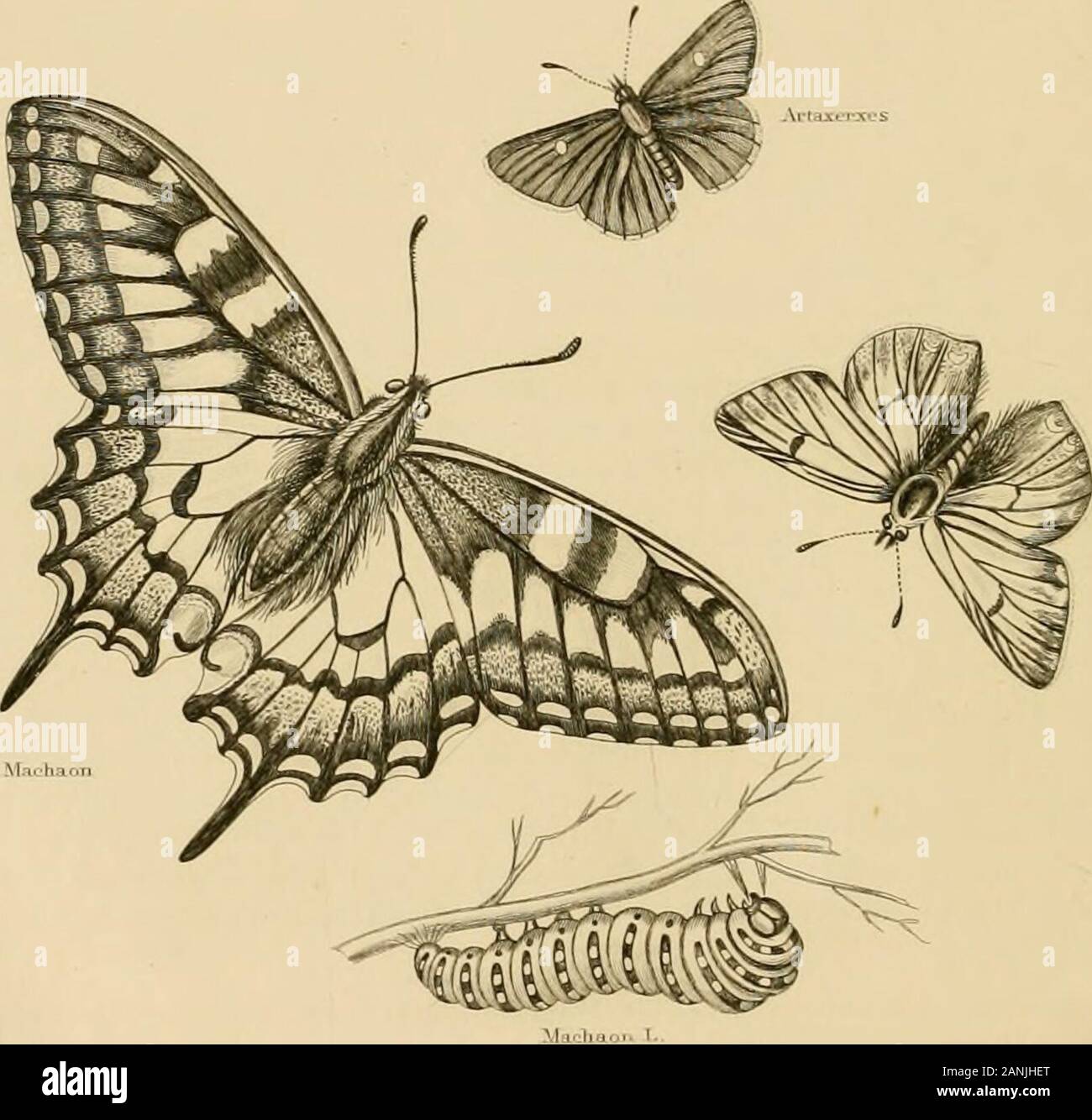 The Animal Kingdom Arranged After Its Organization Forming A Natural History Of Animals And An Introduction To Comparative Anatomy Vfui Rnicne Lav I Epidoptera 605 Pillars Or Chrysalides Pass The Winter Anil