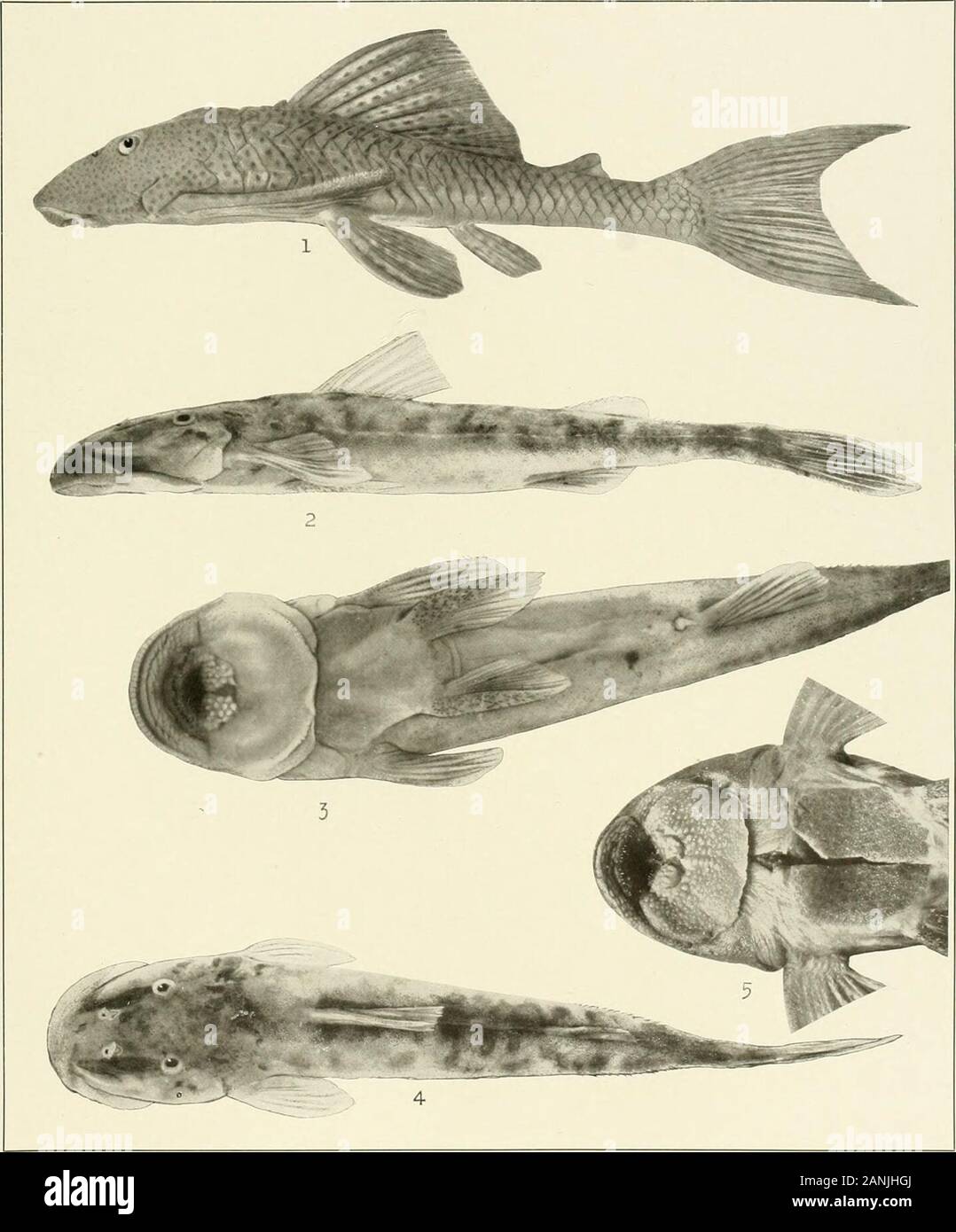 The freshwater fishes of British Guiana, including a study of the ecological grouping of species and the relation of the fauna of the plateau to that of the lowlands . *^^ 1. PlecostomushemiurusEigenmann. (Type.) 201 mm. Xo. 1.544.  . PseudancistrusnigrescensEigenmann.(Type.) 182 mm. No. 1539. 3. Ancistrus lithurgicus Eigenmann. (Type.) 05 mm. No. 1524. Memoirs Carnegie Museum, Vol. V. Plate XXVI. 1. Plecostomus watwata (Hancock). 435 mm. No. 1540. 2-4. Lithogenes villosus Eigenmann. (Type.) 44mm. No. 1002. 5. Neoplecostomus granosus (Cuvier and Valenciennes). In British Museum. Memoirs Carneg Stock Photo