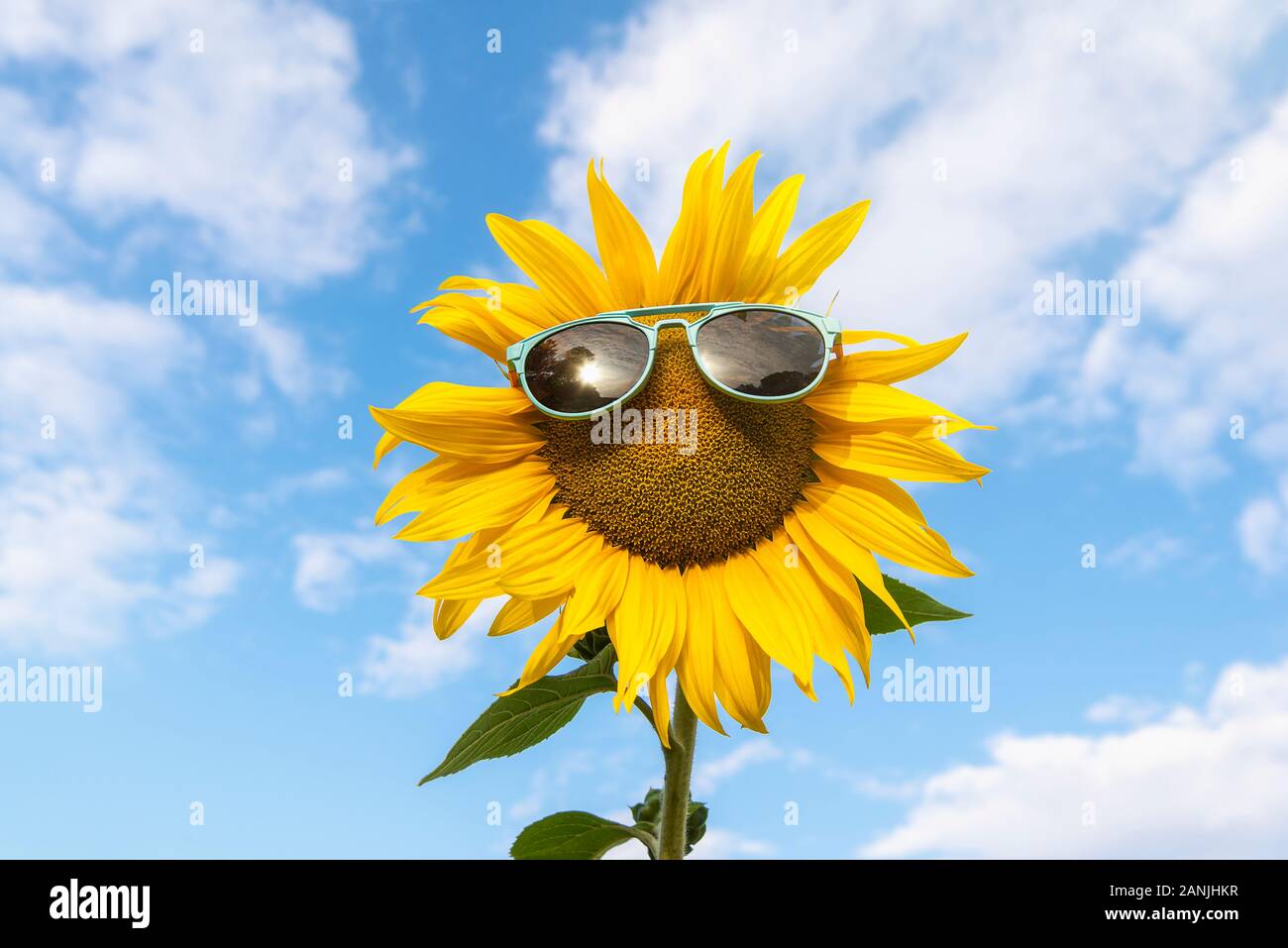 Funny sunflower with sunglasses against a blue summer sky. Single yellow flower with sunglasses. Summer vacation. Happy summer holiday. Cute sunflower Stock Photo