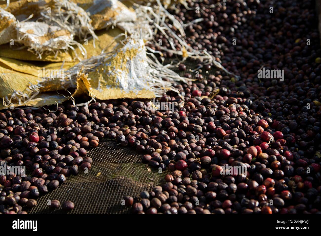 coffee cherries drying in the sun Stock Photo Alamy