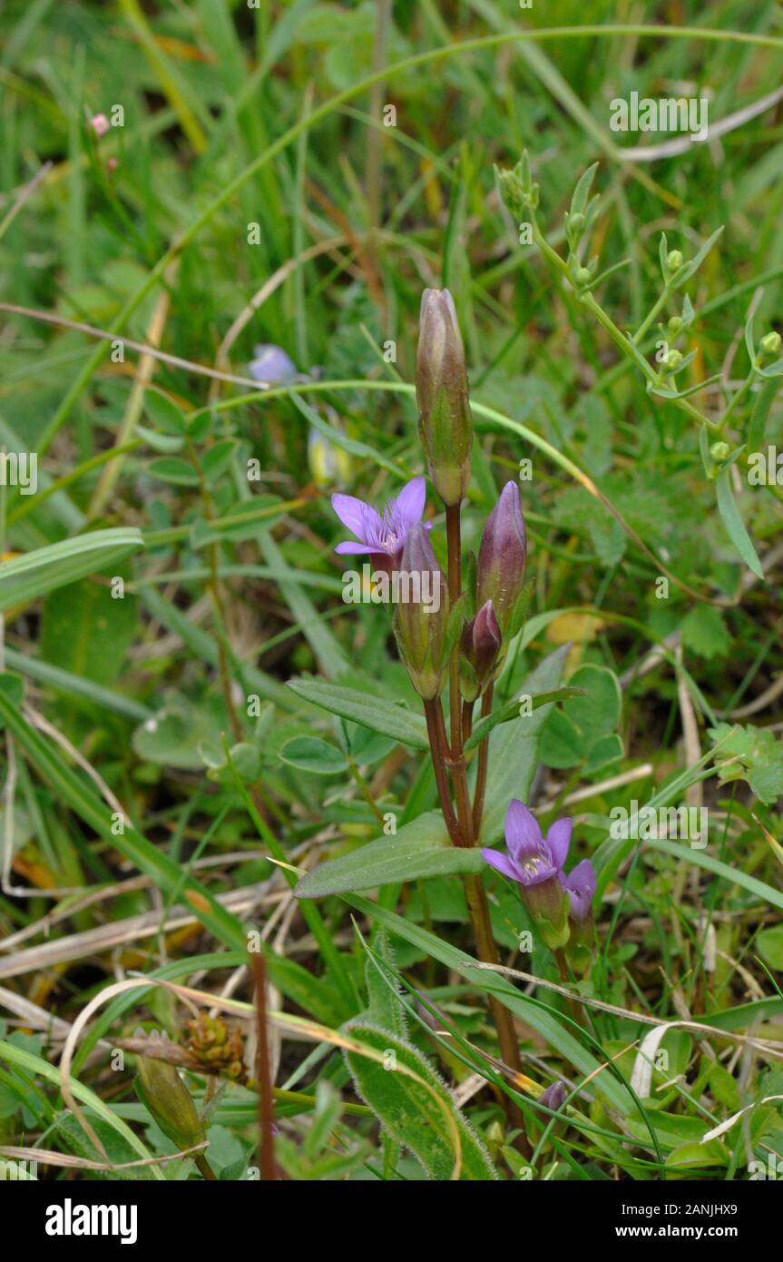 Early gentian,Gentianella anglica, is a small, rare annual or biennial wildflower. It grows on chalk grassland, favouring south-facing slopes with thi Stock Photo