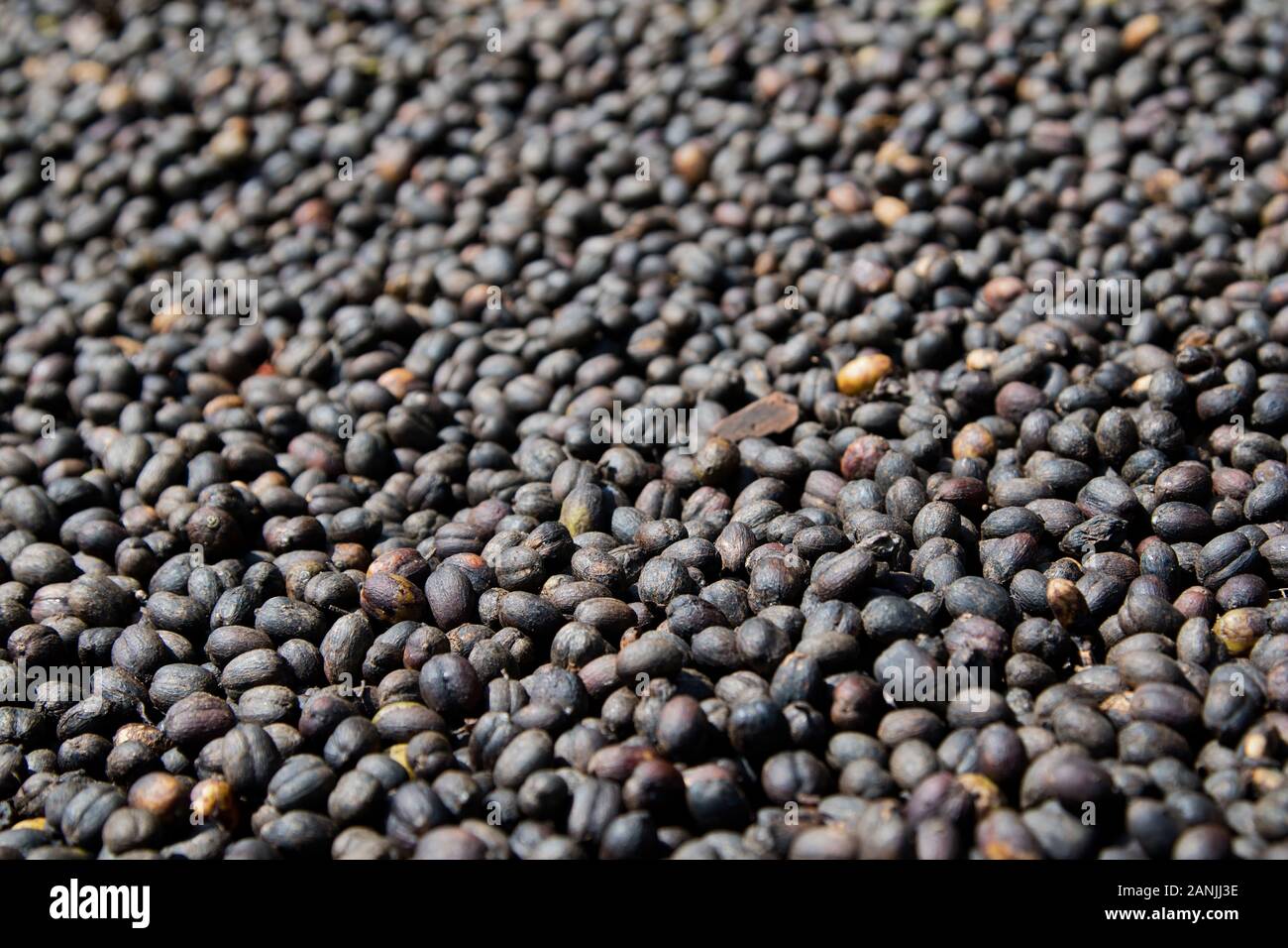 dry coffee beans in the sun Stock Photo