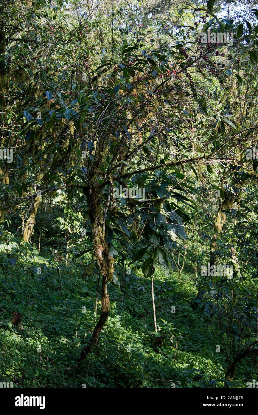 Wild Coffee in the rainforests of the Kafa Biosphere Reserve, the origin of Arabica Coffee Stock Photo