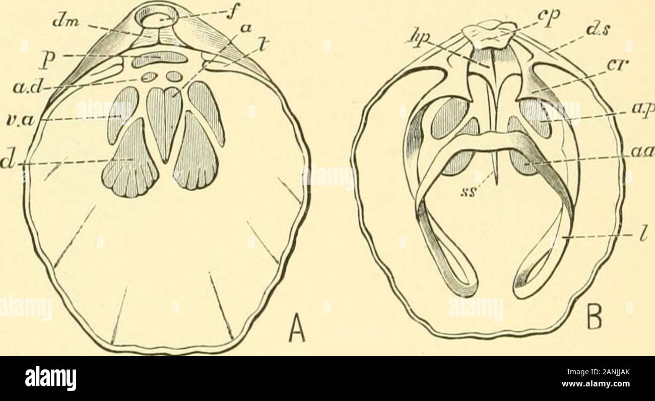 The Cambridge natural history . l)ut in structure ; and other evidence points the samewav. Internal Characters The interior of the shell is sometimes more or less dividctl upby septa. A median septum occuis in one; or both valves ofmany genera as a low ridge or strongly deveIo]ied partition ( Wall- 500 FOSSIL BRACHIOrODA heimia, Eig. 329, ss ; and Stringocephalus, Fig. 326, B, us). Con-cliiditim (Fig. 325) has its dental plates of great size, and unit-ing to form a Y-shaped chamber or spondylium, supported by amedian douljle septum ; and by means of these with a pair of septaand the large sock Stock Photo