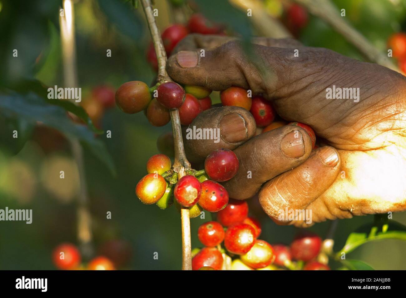 Locals picking Arabica Coffee in their gardens Stock Photo