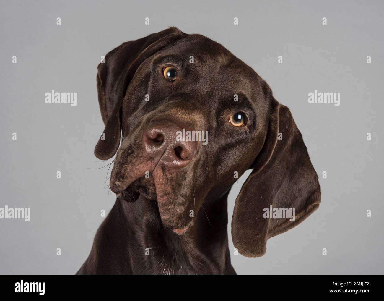 German shorthaired pointer, male, 10 months, UK. Stock Photo
