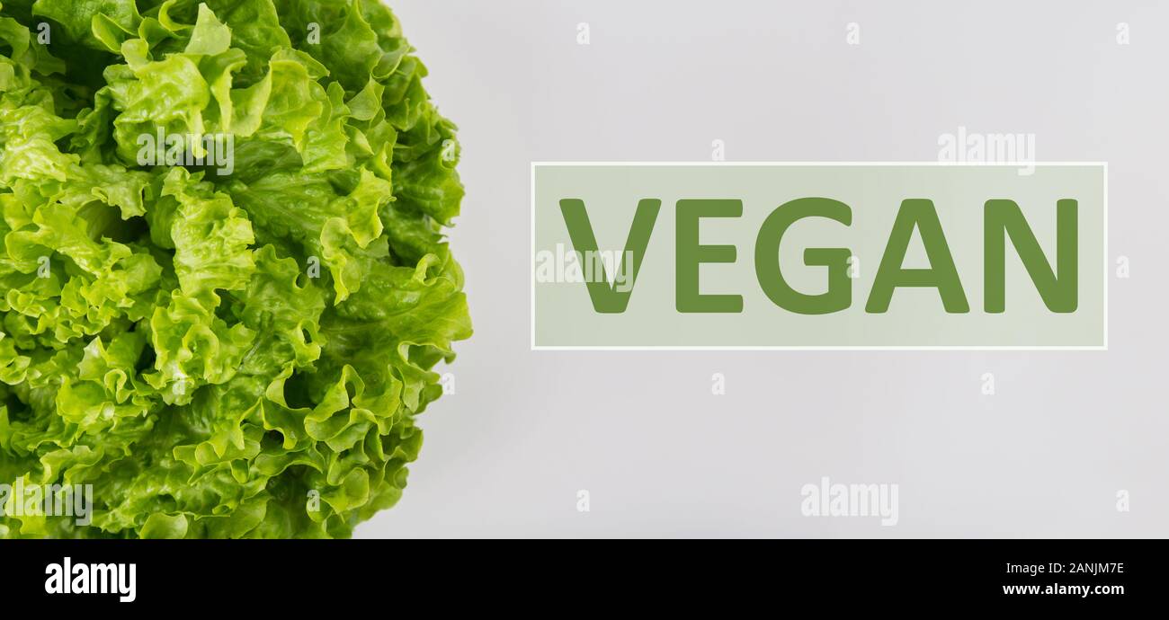 Close up bunch of fresh, green batavia lettuce salad and vegan text isolated on grey. Bio food, healthy diet symbol. Organic vegetarian nutrition, lif Stock Photo