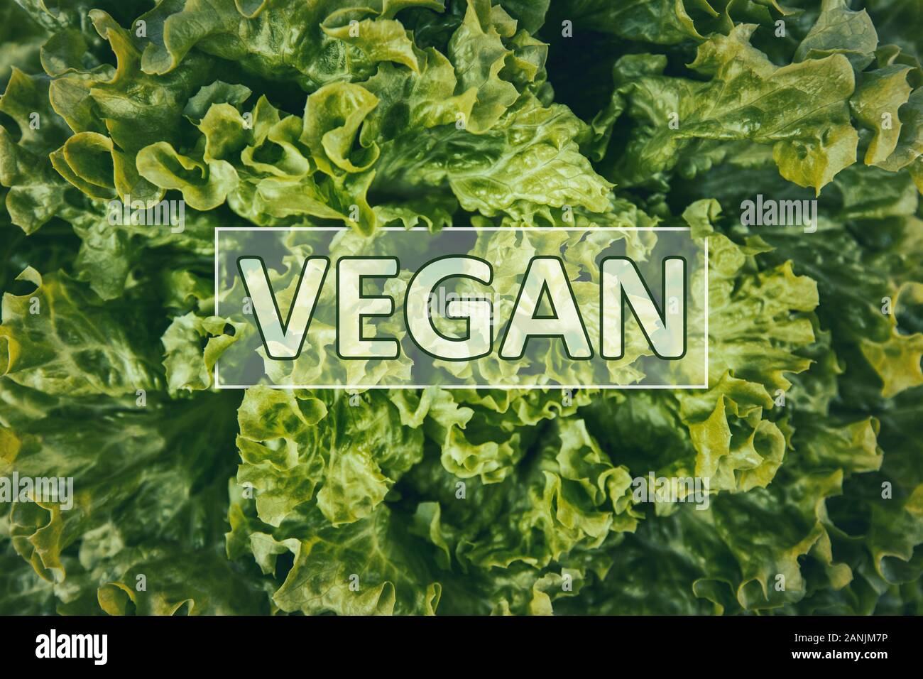 Vegan text on a bunch of fresh, green batavia lettuce salad leaves. Bio food, healthy diet symbol. Organic vegetarian nutrition, lifestyle concept. Stock Photo