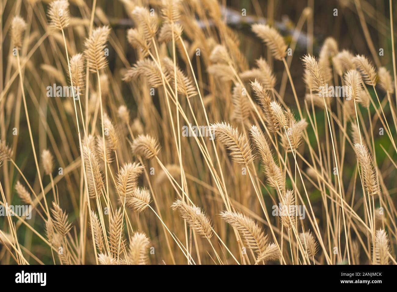 Yellow weeds hires stock photography and images Alamy