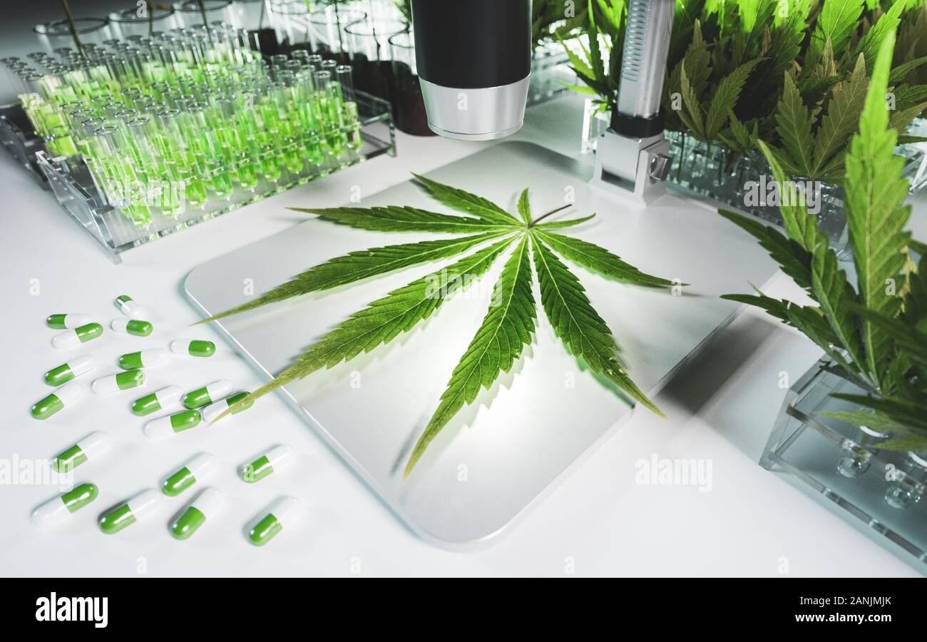 Concept of a Cannabis in medical research. Fresh marijuana leaf on  microscope surrounded by test tubes with thc tinctures, leaves and pills in  clean w Stock Photo - Alamy