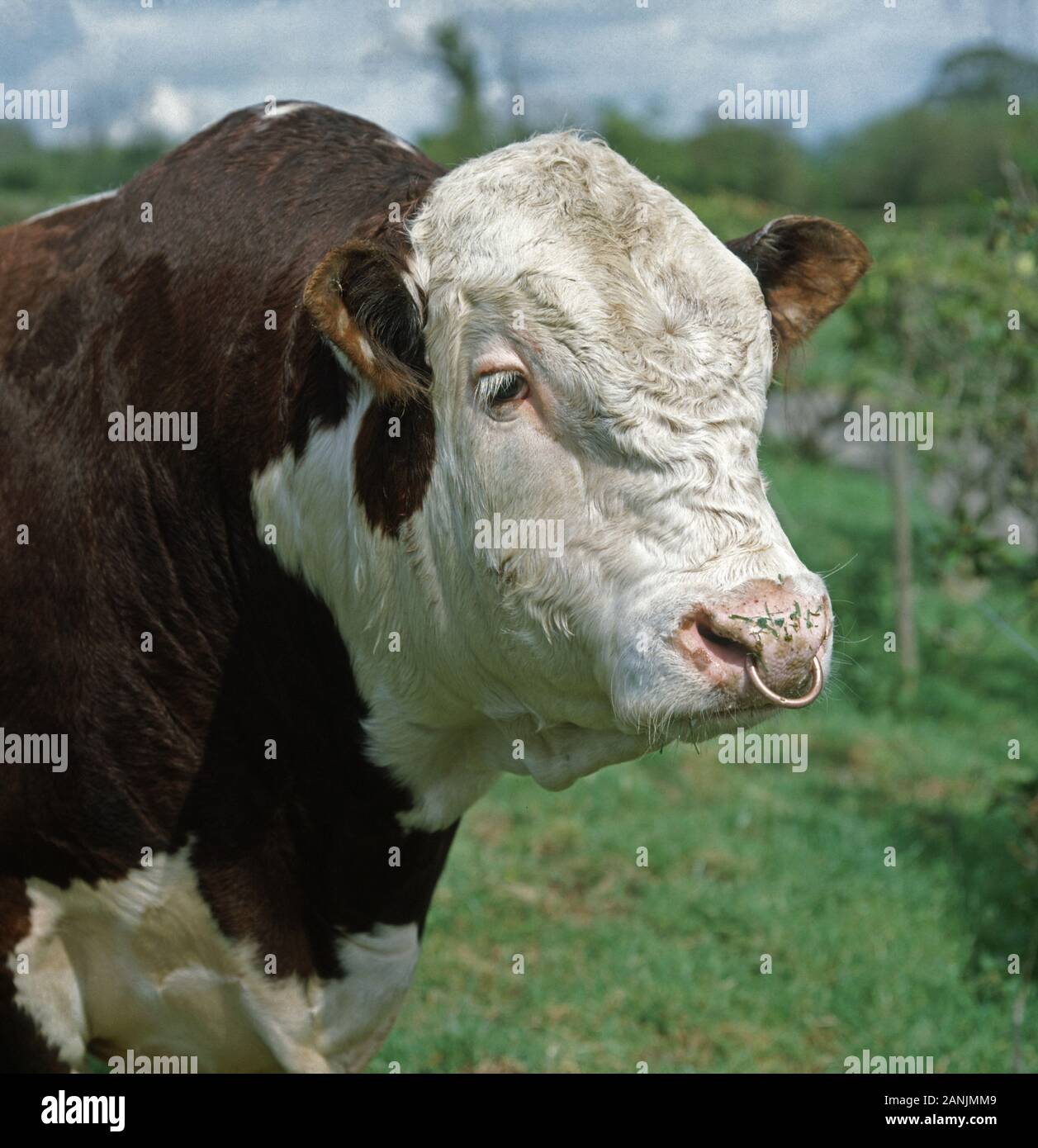 Close up of the head of a pedigree polled Hereford bull Stock Photo