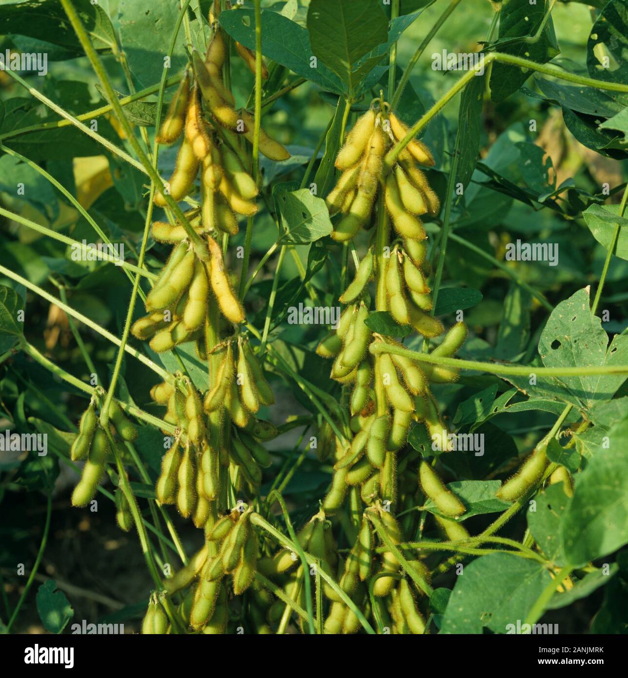 Green, mature soybean (Glycine max) pods on plants with green leaves, Louisiana, USA, October Stock Photo