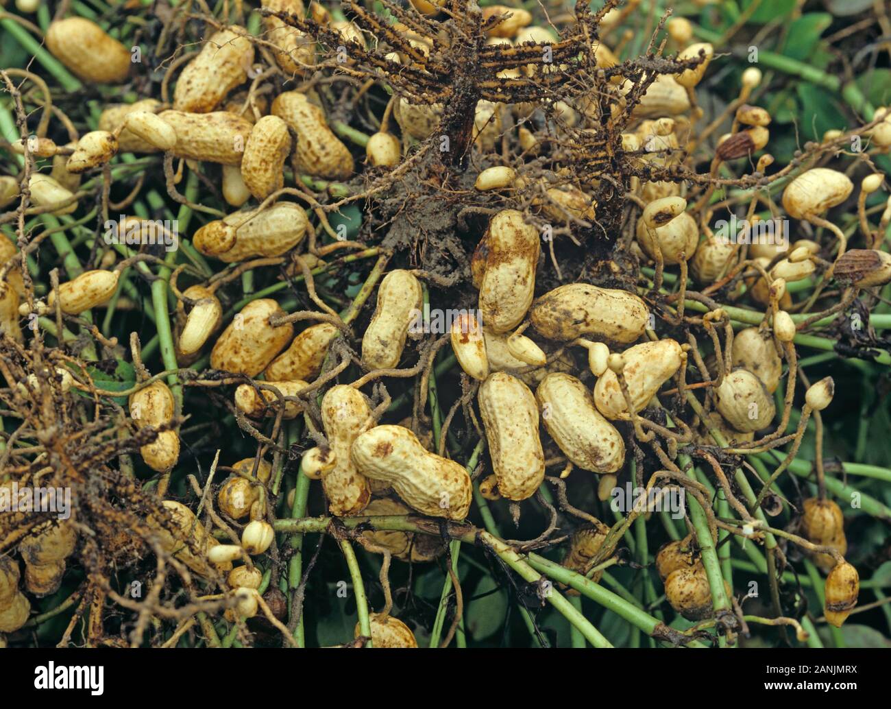 Peanuts or groundnuts turned over before the nuts are collected and harvested, North Caroline, USA, October Stock Photo