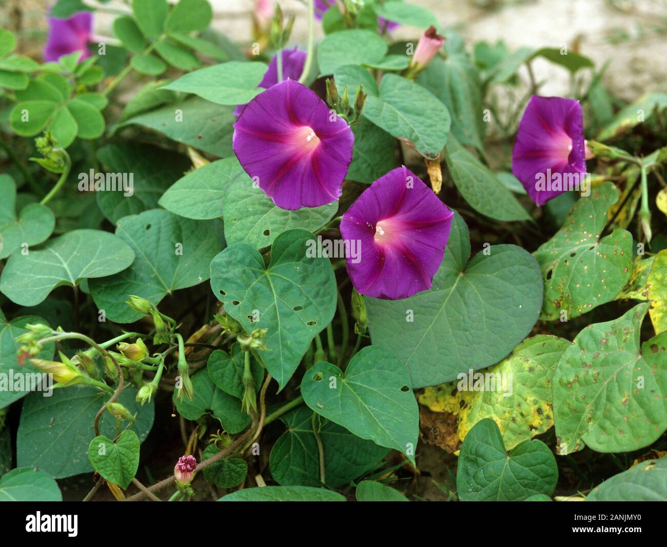 Purple Flower Creeper High Resolution Stock Photography And Images Alamy