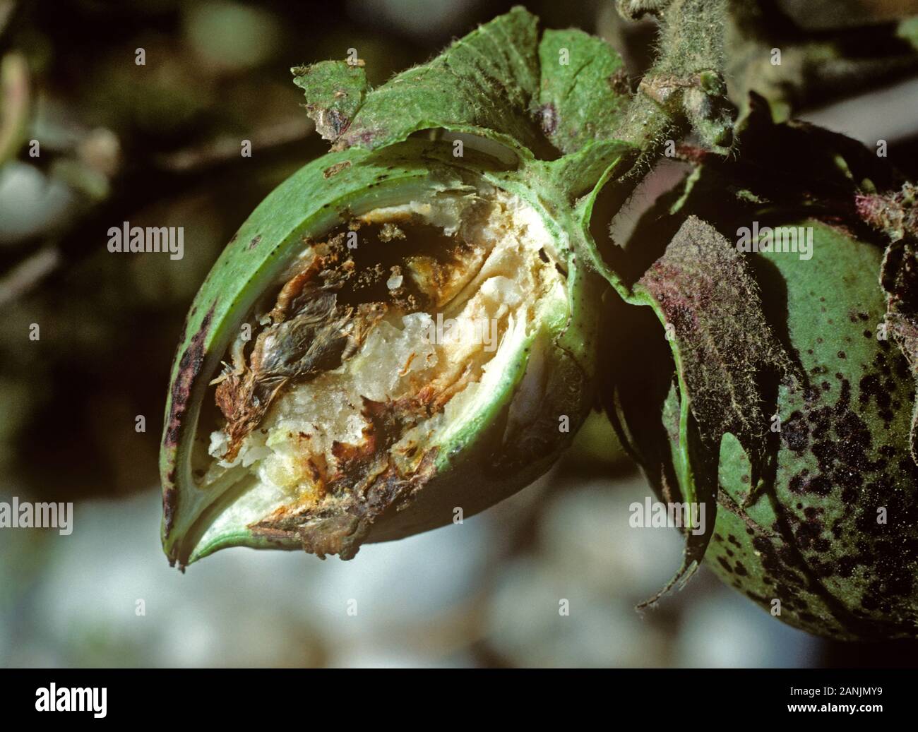 Cotton boll severely damaged by a boll weevil (Anthonomus grandis) larva, Mississipi, USA, October Stock Photo