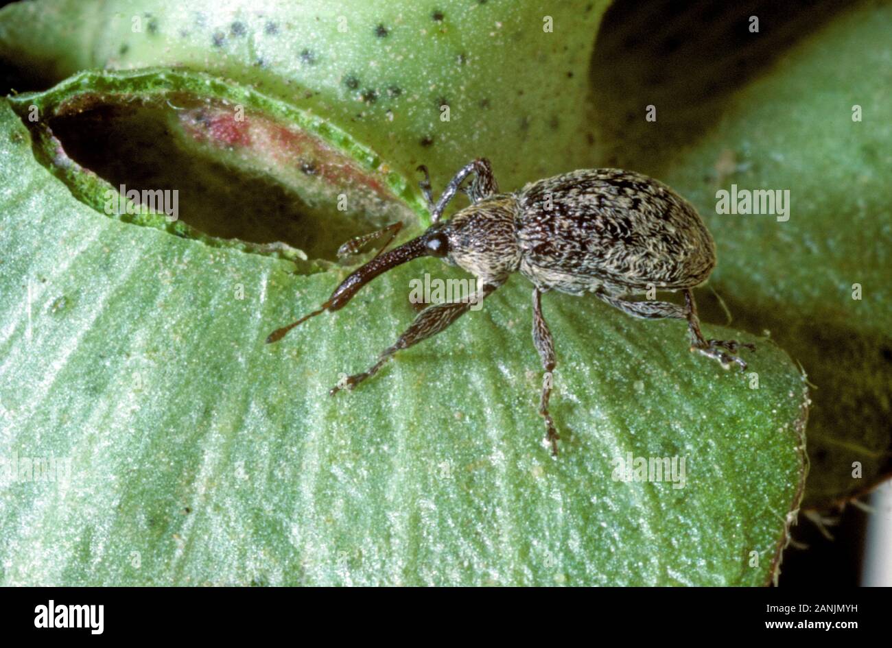 Boll weevil (Anthonomus grandis) adult weevil on a damaged unopened cotton boll and square, Mississipi, October Stock Photo