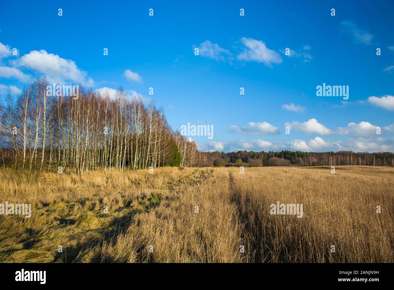 Tall and dry grass on the field, trees and blue sky Stock Photo