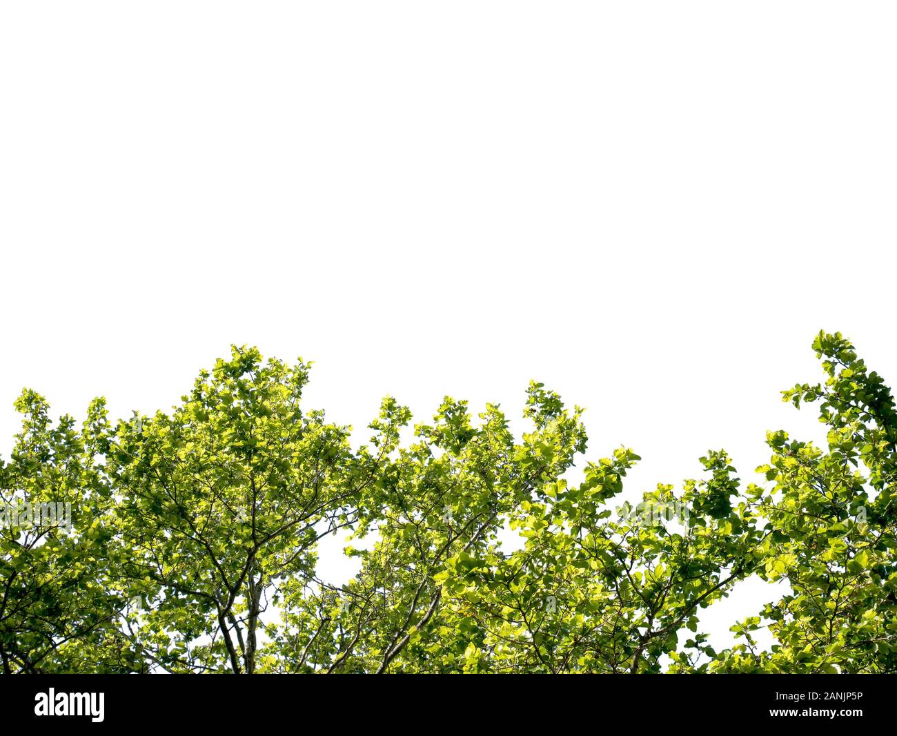 Green tree foliage frame isolated on white background Stock Photo - Alamy