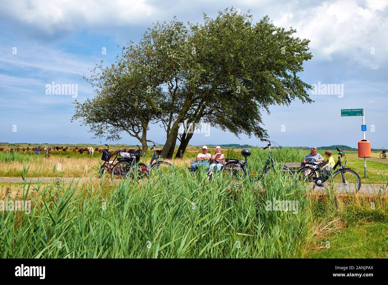 Cyclists relaxing on wooden benches in a landscape with windswept trees  grazing cows and an orange coloured litter bin Stock Photo