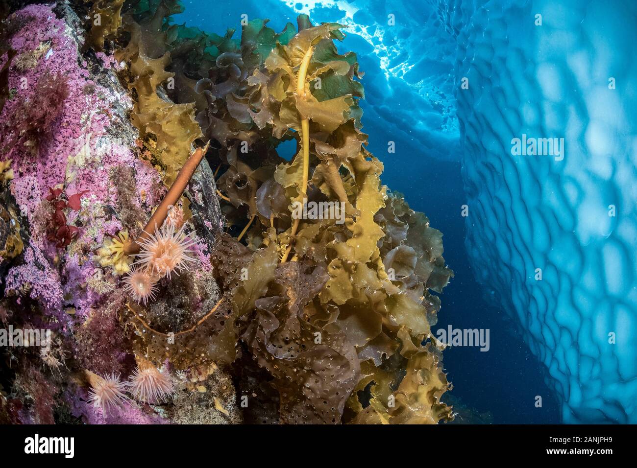 (Saccharina latissima), laminaria, a genus of 31 species of brown algae commonly called kelp with some anemones covering a wall close to an iceberg, T Stock Photo