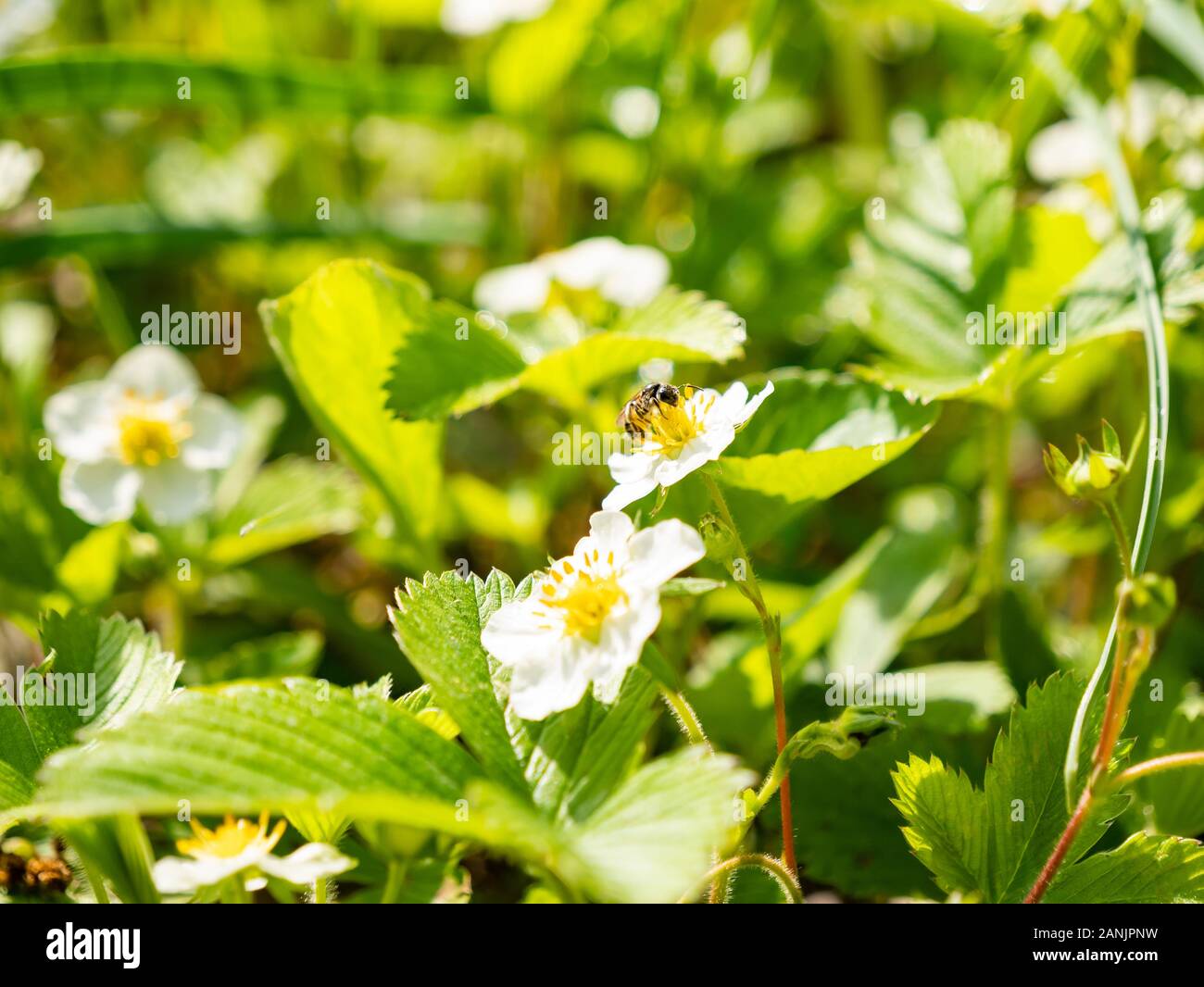 White blooming strawberry plant hi-res stock photography and images - Alamy