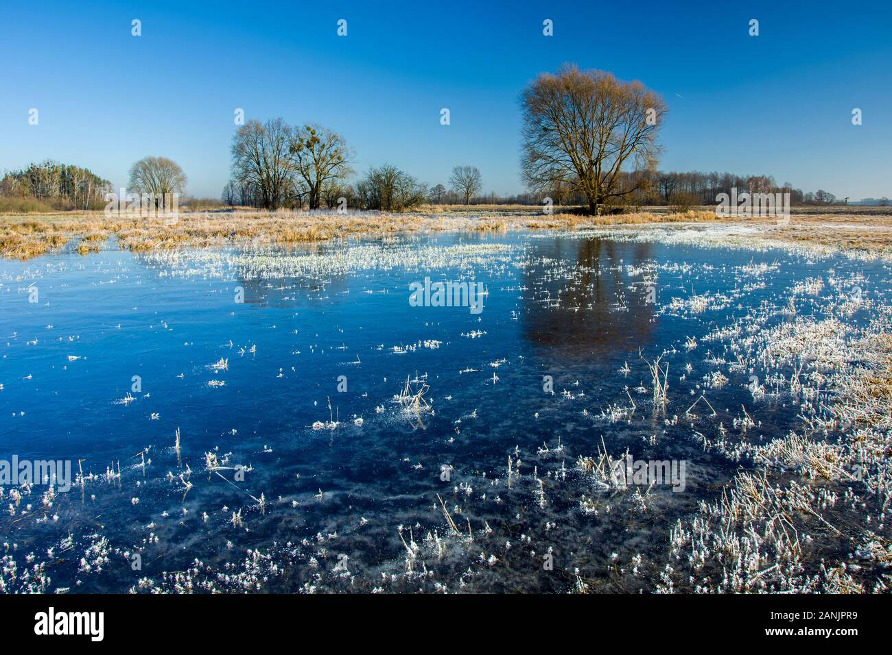 Frozen water on the meadow, trees and blue sky Stock Photo