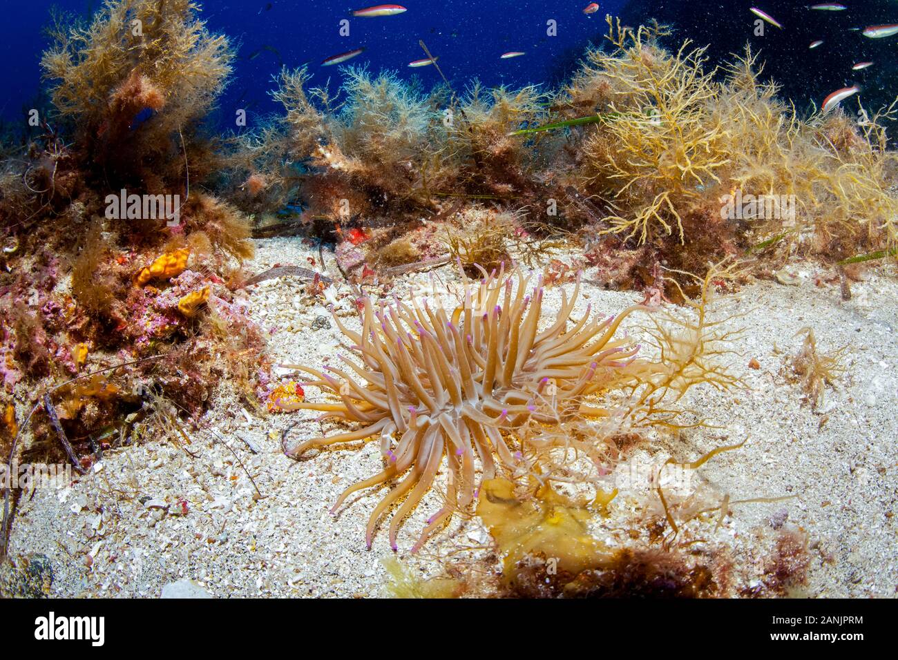 Golden Anemone, Condylactis aurantiaca, Ustica Island, Italy, Thyrrenian Sea, Mediterranean Sea, Atlantic Ocean Stock Photo