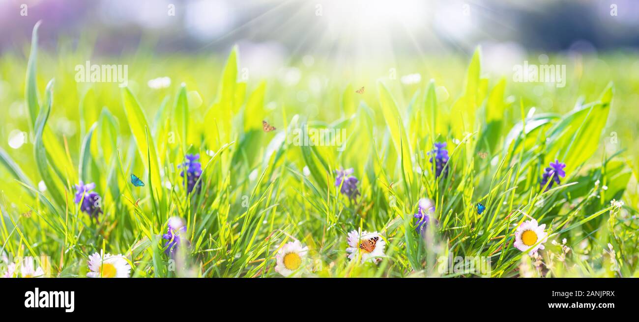 Chamomile daisies in green field with sunshine and flying butterflies. Summer natural landscape