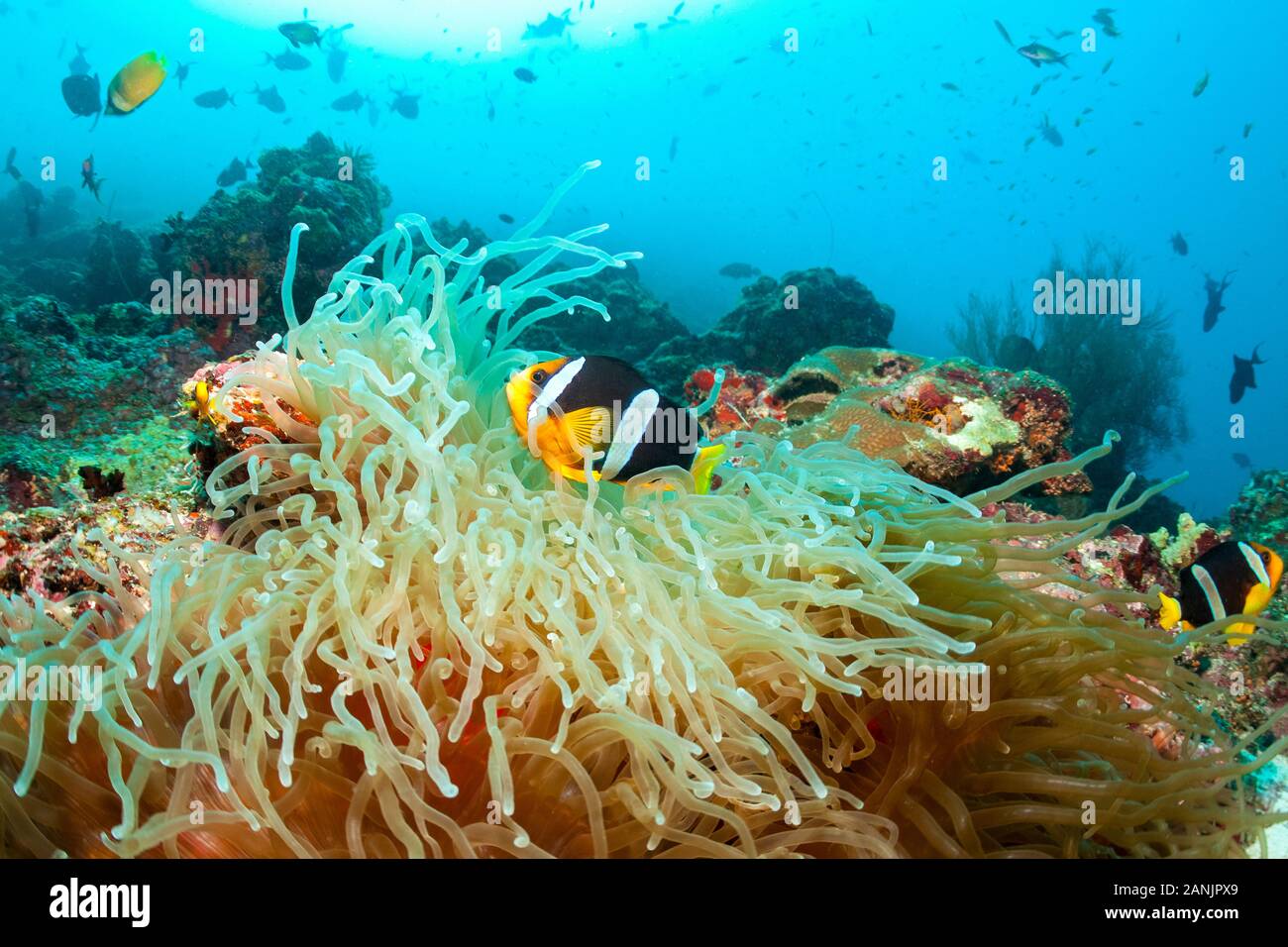 sebae clownfish, or yellow-tail anemonefish, Amphiprion sebae, and their host magnificent sea anemone, Heteractis magnifica, Maldives, Indian Ocean Stock Photo