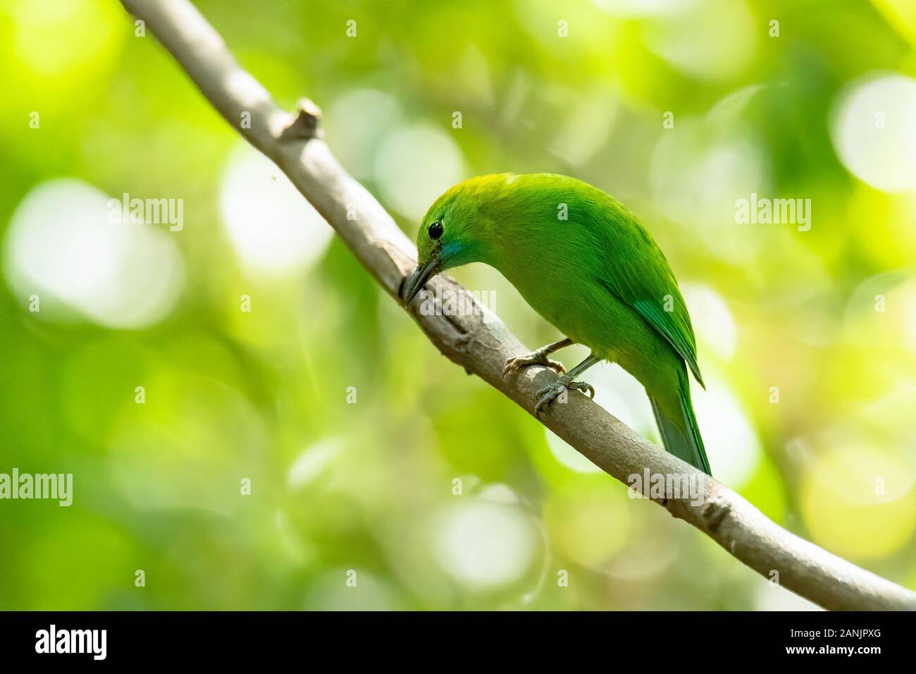 Female Blue-winged Leafbird perching on liana with blur green  background Stock Photo