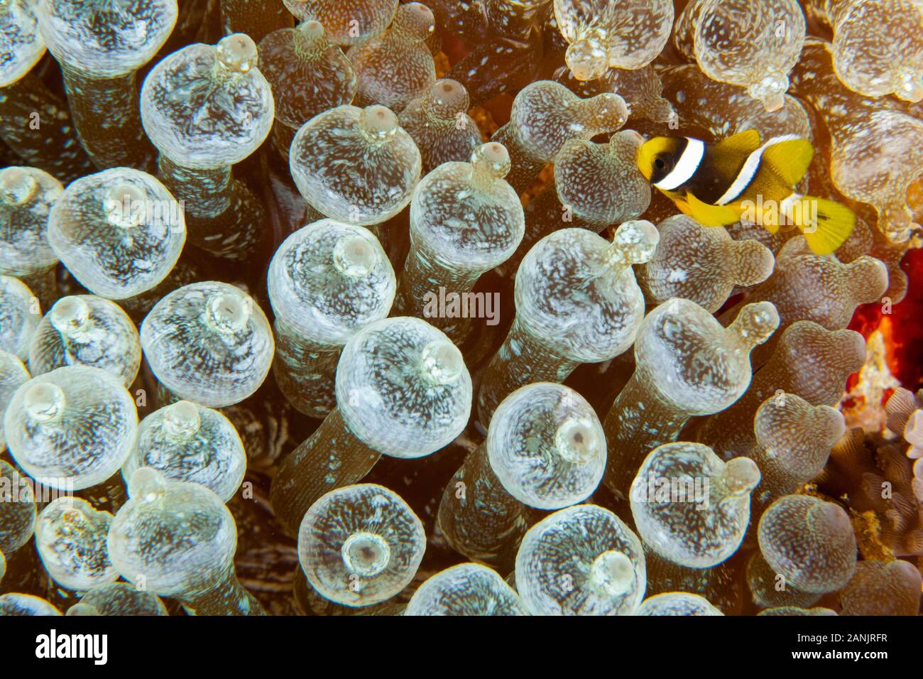 young sebae clownfish, or yellow-tail anemonefish, Amphiprion sebae, among bulb tentacles of bubble-tip sea anemone, Entacmaea quadricolor, Maldives, Stock Photo