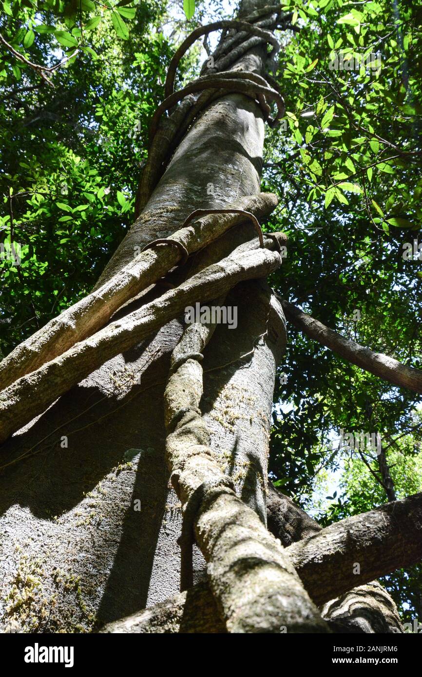 Rain forest tree hi-res stock photography and images - Alamy