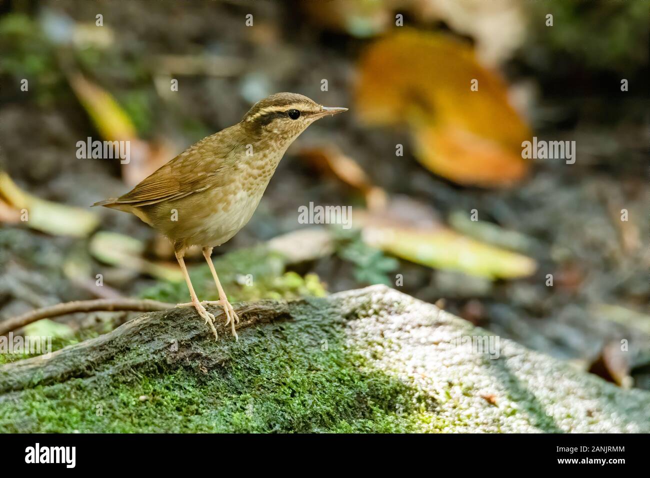 Asian stubtail hires stock photography and images Alamy